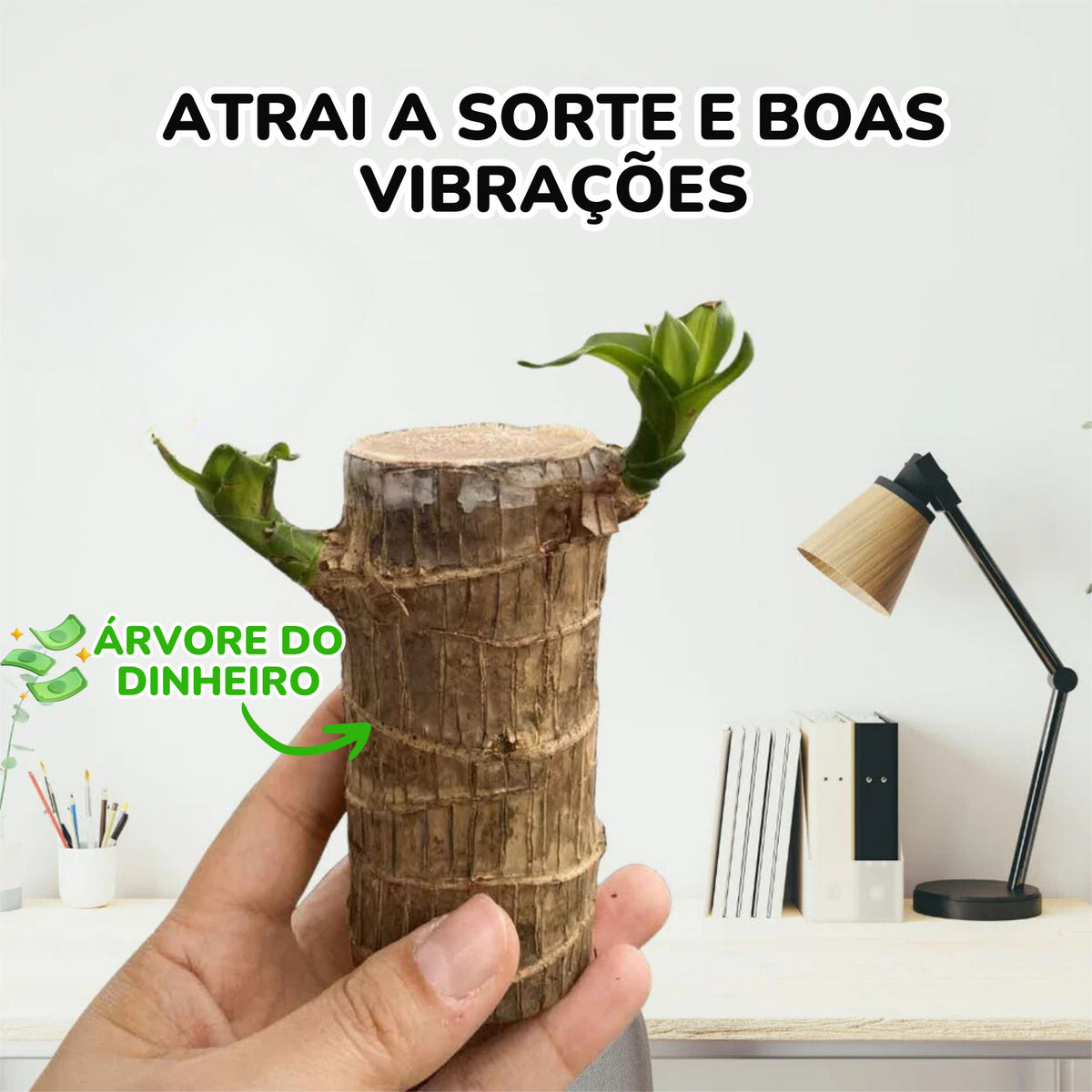 Planta Madeira Brasileira Sorte + Monge de Brinde